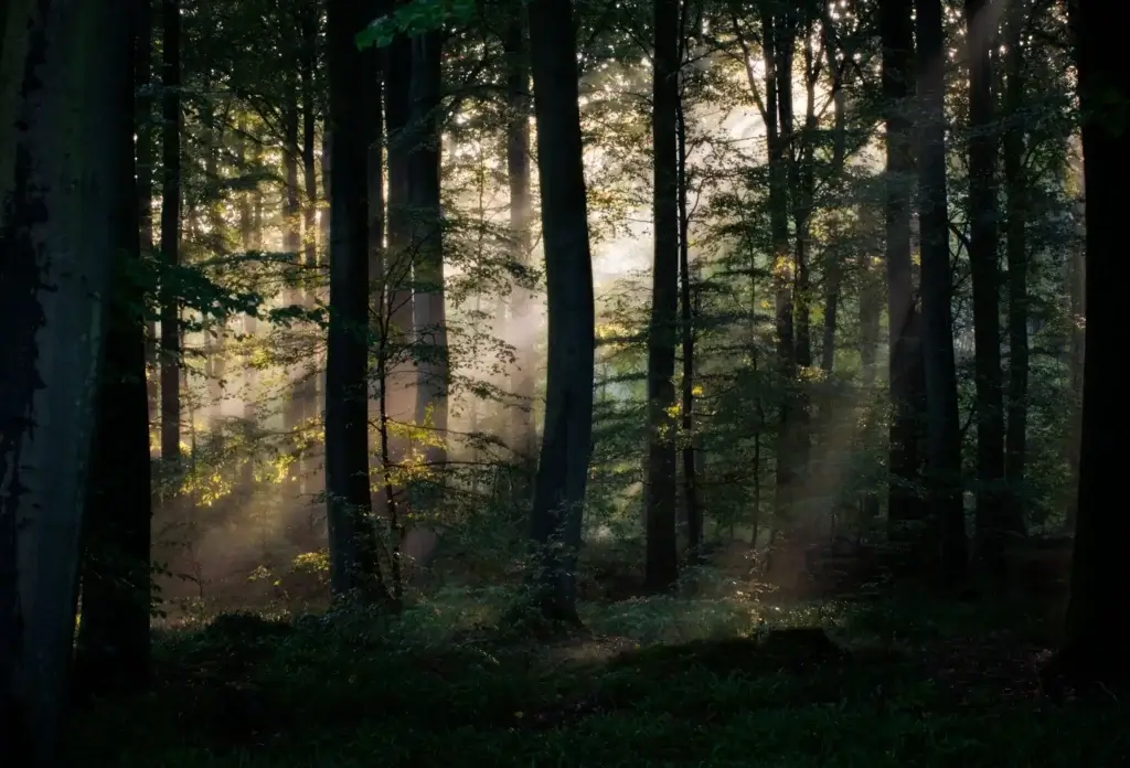 Baumpaten: Bäume für die Wälder in Deutschland. Ein Beitrag zum Thema "Nachhaltig Drucken"