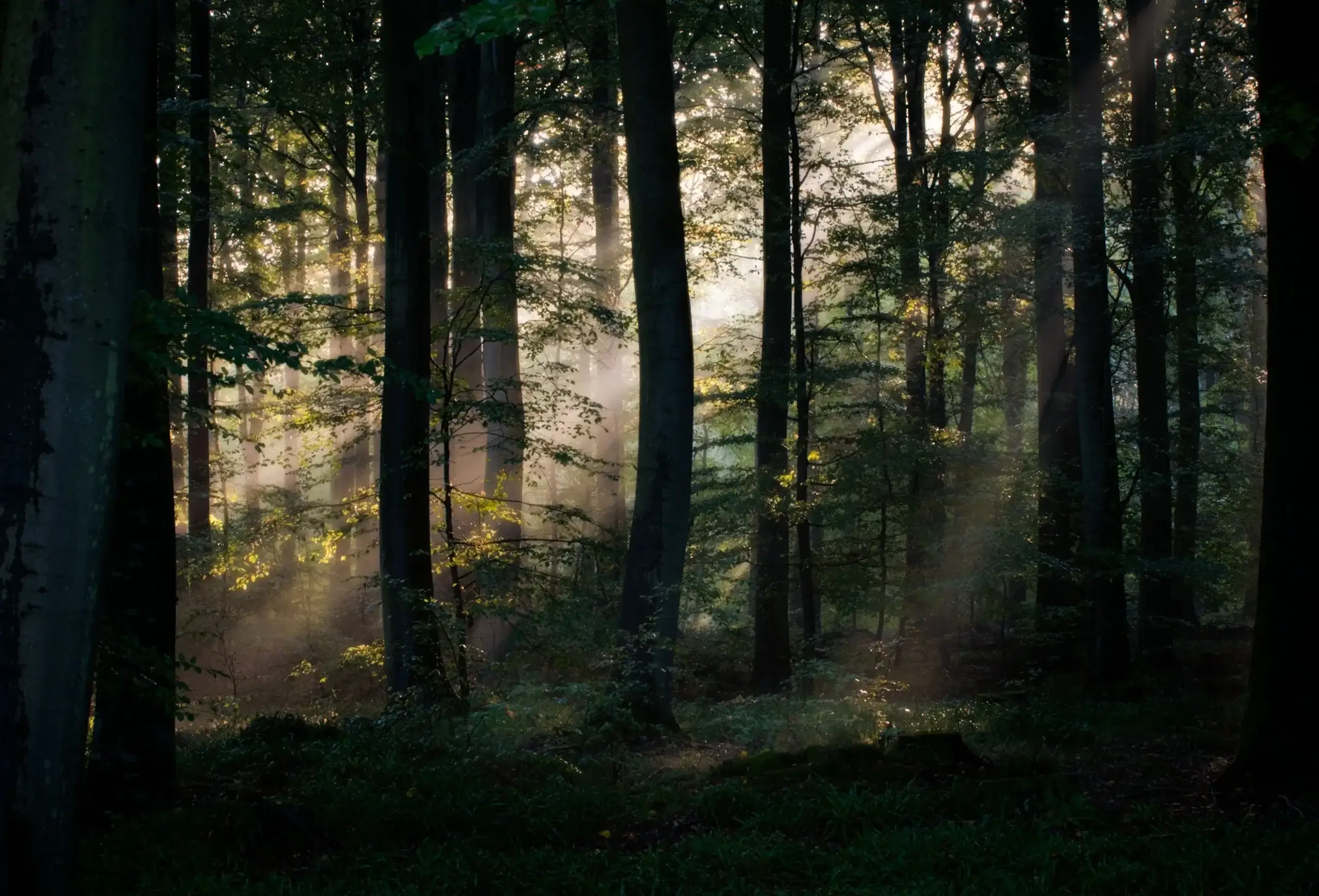 Baumpaten: Bäume für die Wälder in Deutschland. Ein Beitrag zum Thema "Nachhaltig Drucken"